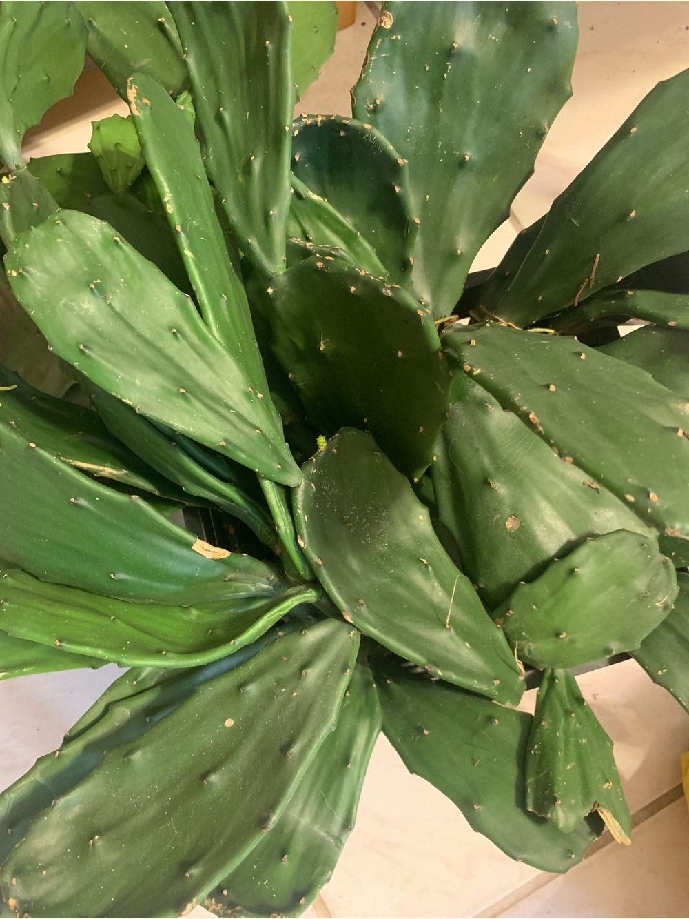 Green Decorative Succulent Accent - Home Accents (thornless plants)